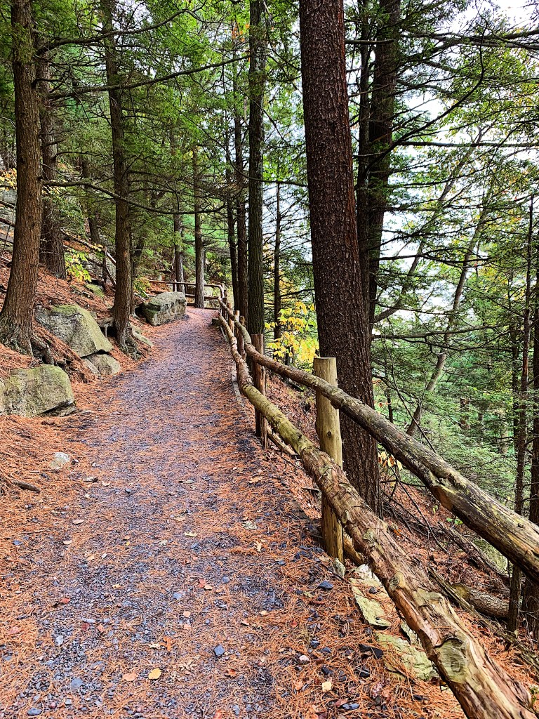mountain trail surrounded by pines
